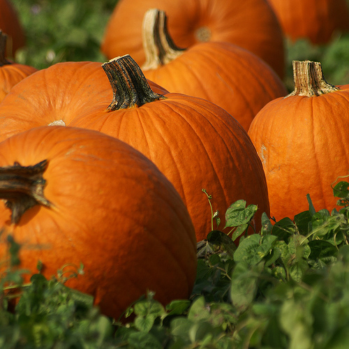 History of Pumpkin as food 