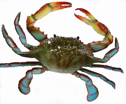 How to store blue crabs	
