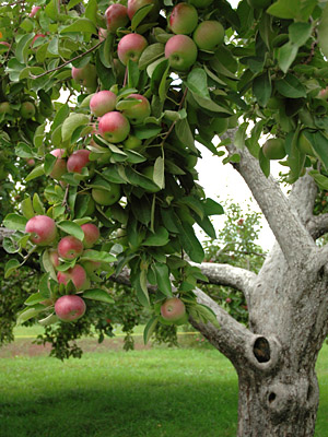 How do apples grow? - From bud to blossom, fructifying delight