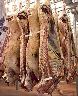 How To Slaughter And Process A Beef? 