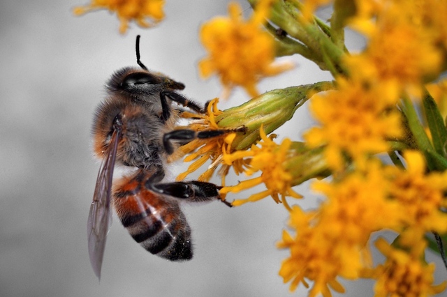 A Sperm Bank For Bees