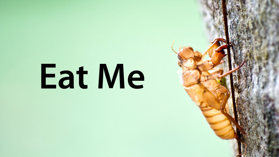 Are You Ready For A Cicada Feast