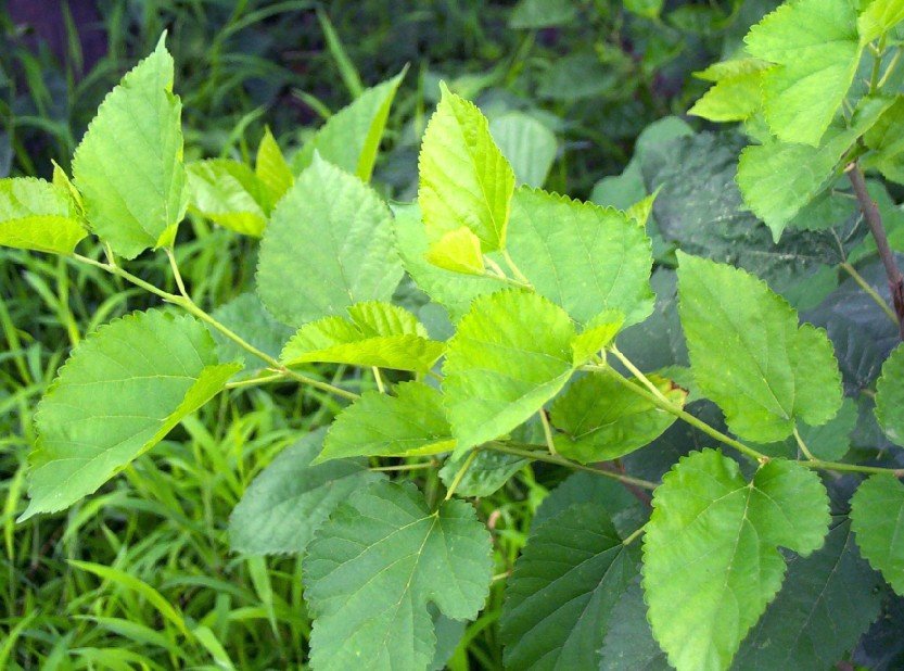 Mulberry Leaves Health Benefits