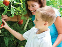 Grow your best tomatoes ever
