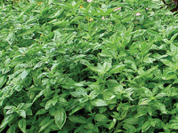 Flowering basil is the king of herbs