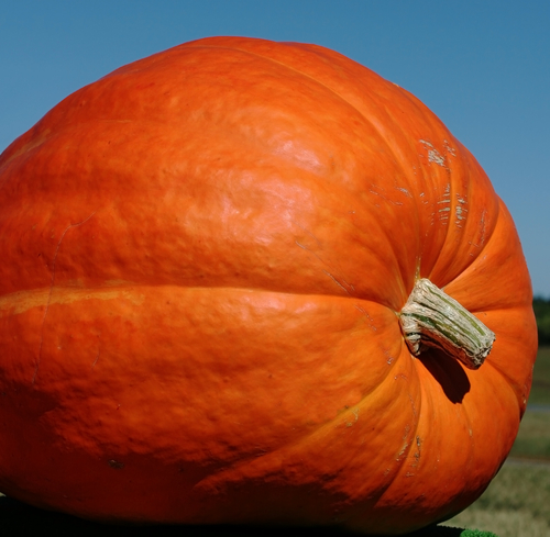An 1800 Pound Pumpkin May Be The World's Biggest