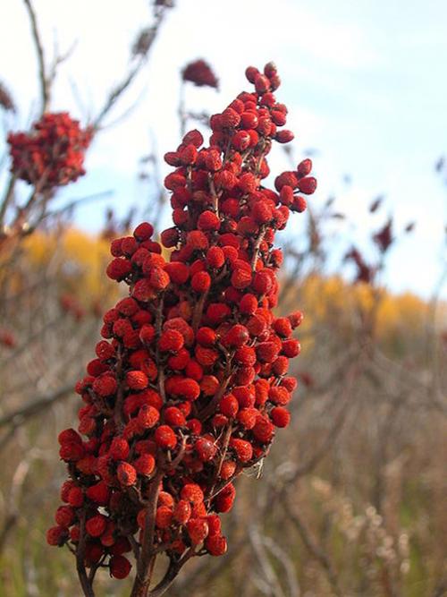 Herbal Remedies For Anemia 