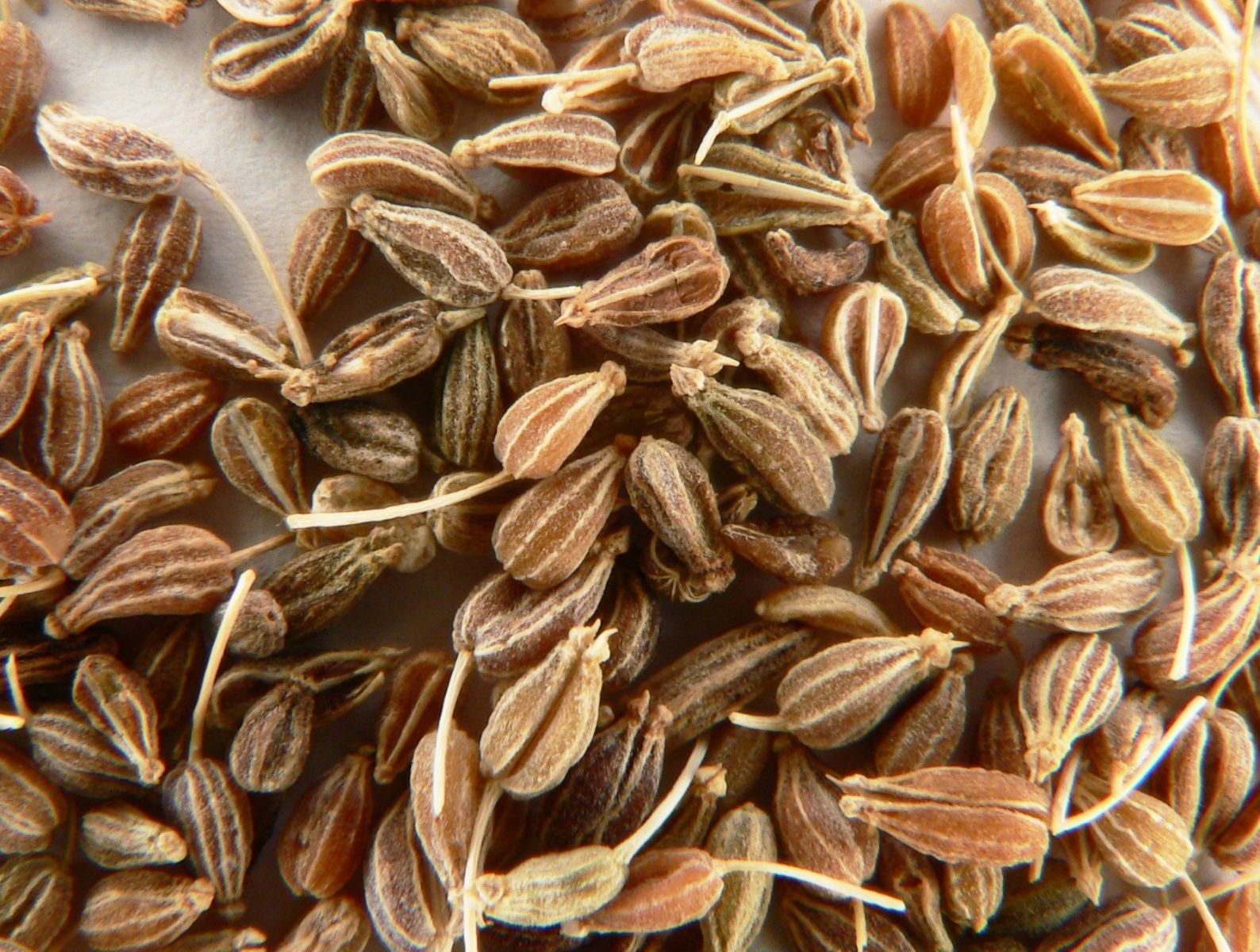 Health Benefits of Aniseed