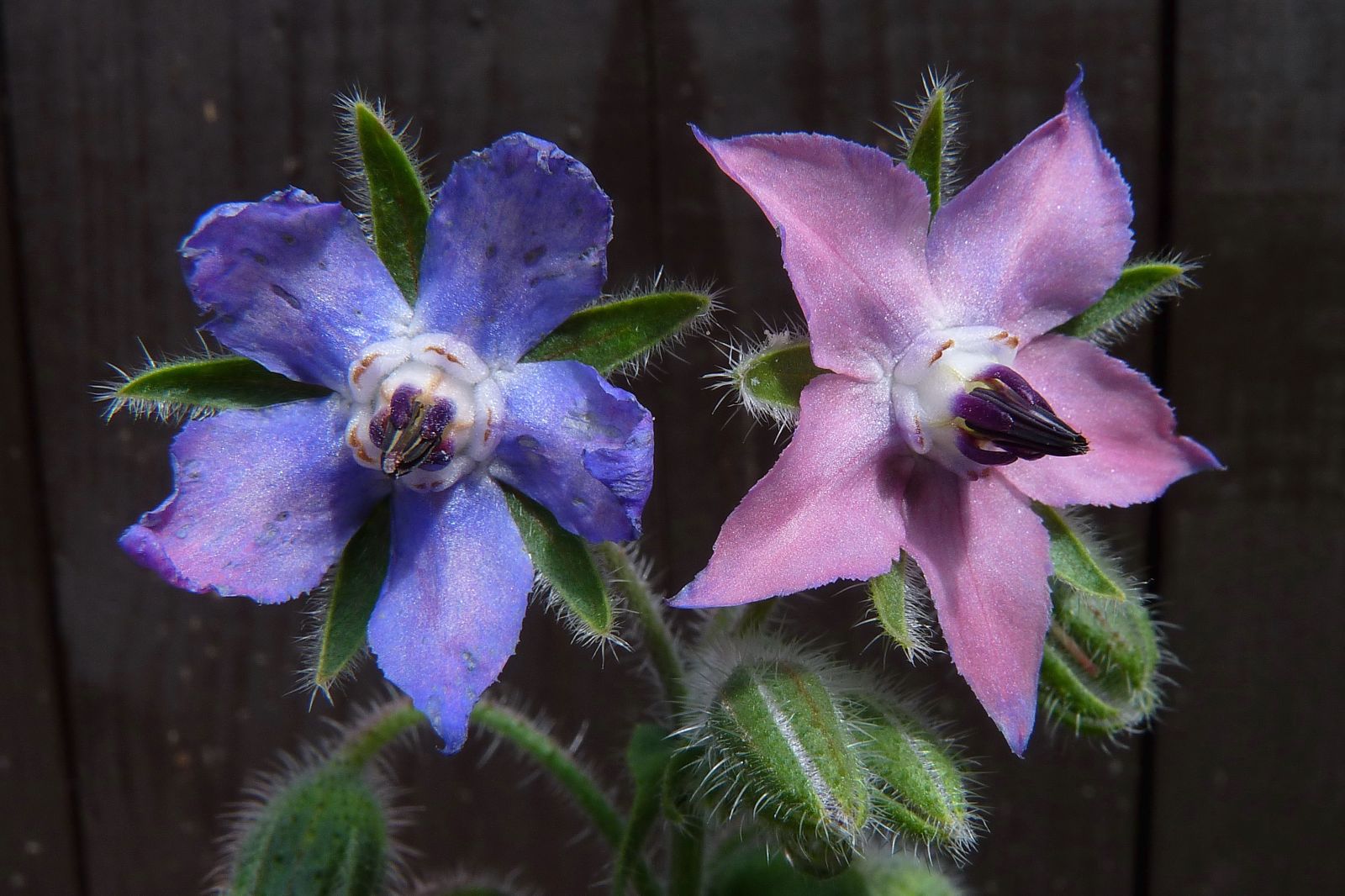 How To Use Borage For Skin Care