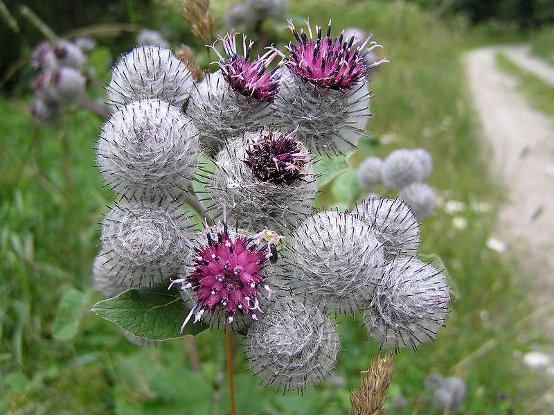How To Use Burdock For Skin Care