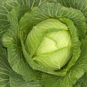 Interesting Facts About Cabbage