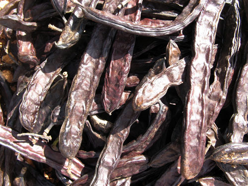 Carob Facts  To Eat Or Not To Eat