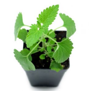 Catnip Leaf Benefits