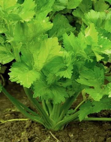 Celery Benefits For Men