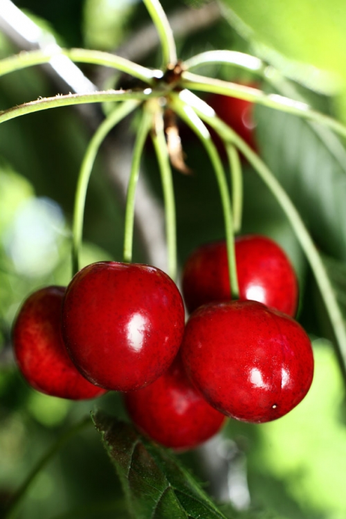 How To Fight Cherry Addiction