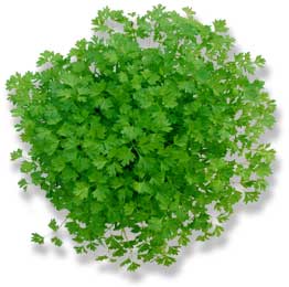 Chervil Substitutes