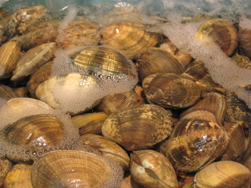 Clam Allergy-Causes, Symptoms, And Cure 