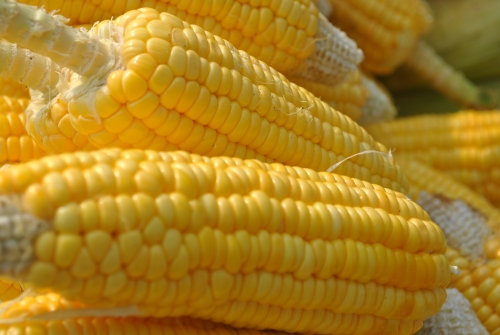 Is It Safe To Eat Corn During Pregnancy?