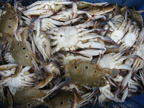 Is It Safe To Eat Crabs During Pregnancy?