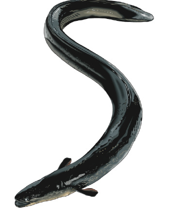 Worldwide Shortage Means Eels Get Costlier