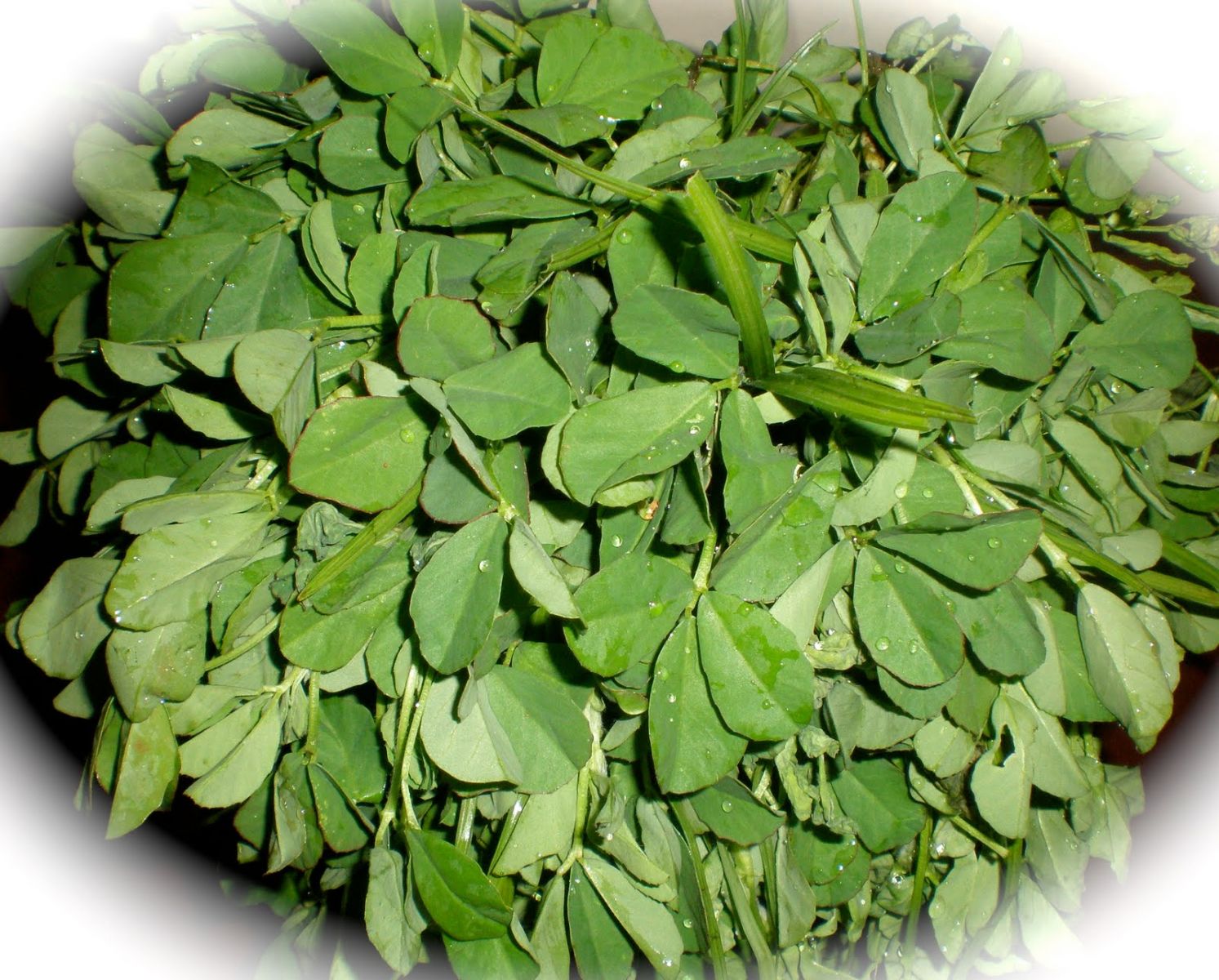 Fenugreek Leaf Benefits