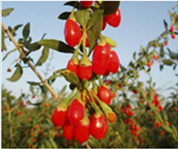 What Is The Difference Between Goji Berries And Wolfberries