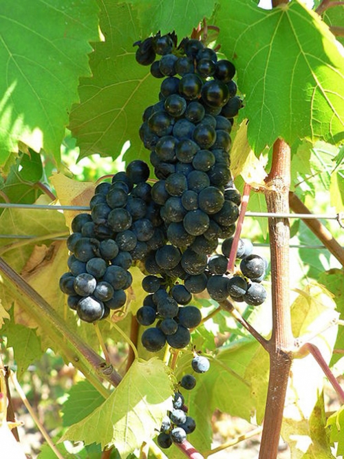 How To Use Grape For Skin Care