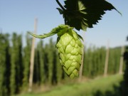 Hops Substitutes - Best Hops Substitutes
