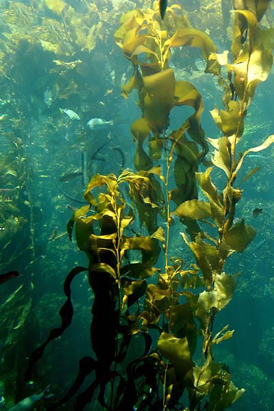 parts of kelp