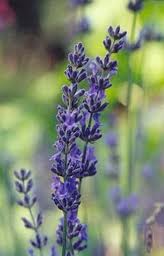 Lavender Leaf Benefits