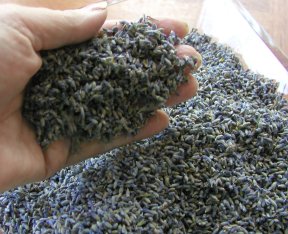 Lavender Powder-Usage & Health Benefits