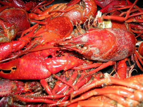 Is It Safe To Eat Lobster During Pregnancy?