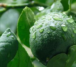 Herbal remedies For Melasma