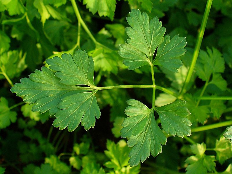 How To Use Parsley For Skin Care