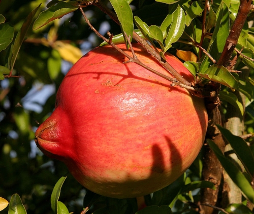 How To Use Pomegranate For Skin Care