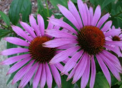 Natural Remedies For Seasonal Allergies