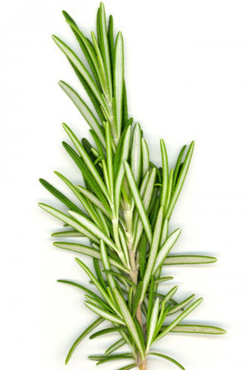 Rosemary Allergy-Causes, Symptoms, And Cure 