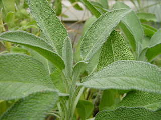  Herbal Remedies For Chlamydia