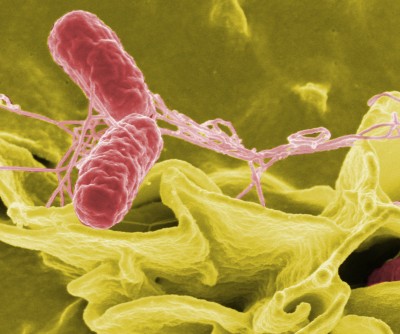 Salmonella Scare - US, Canada Recall Cilantro, Parsley