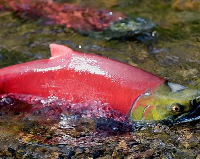 Alaska's Tough Choice: Salmon Or Gold