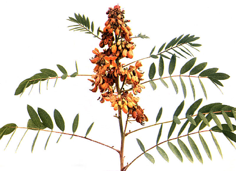 What Are The Side Effects Of Bekunis Tea?