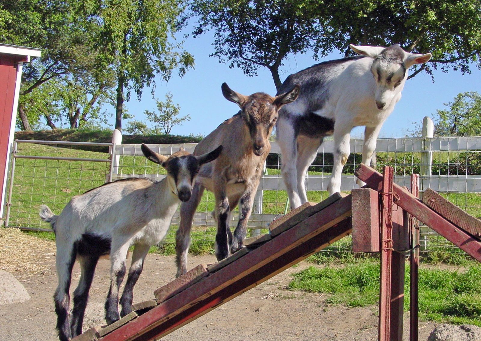 Celebrate Goat Festival 2011
