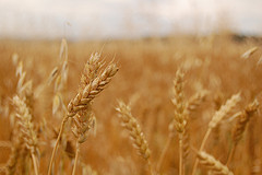 How To Prepare Bulgur Wheat At Home 