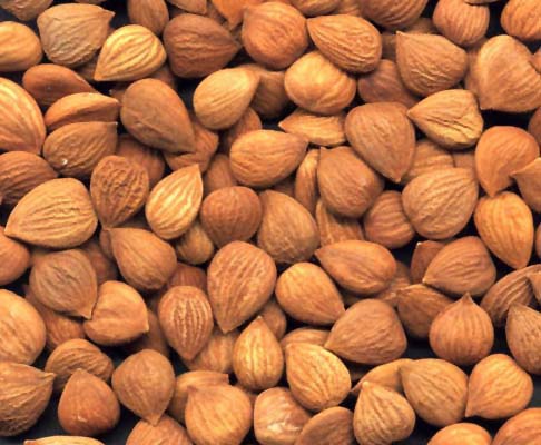 What Are The Uses For Apricot Kernels