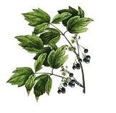 What Are The Health Benefits Of Blue Cohosh?
