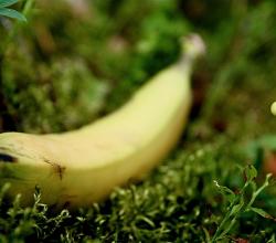 Banana Menu