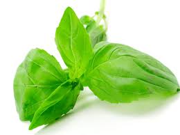 Basil Medicinal Uses