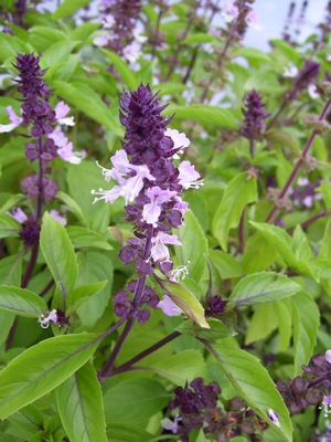 Herbal Remedies For Poison Ivy