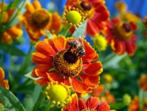 How To Eat Granular Bee Pollen?