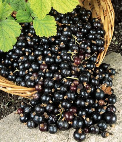 Health Benefits Of Black Currant